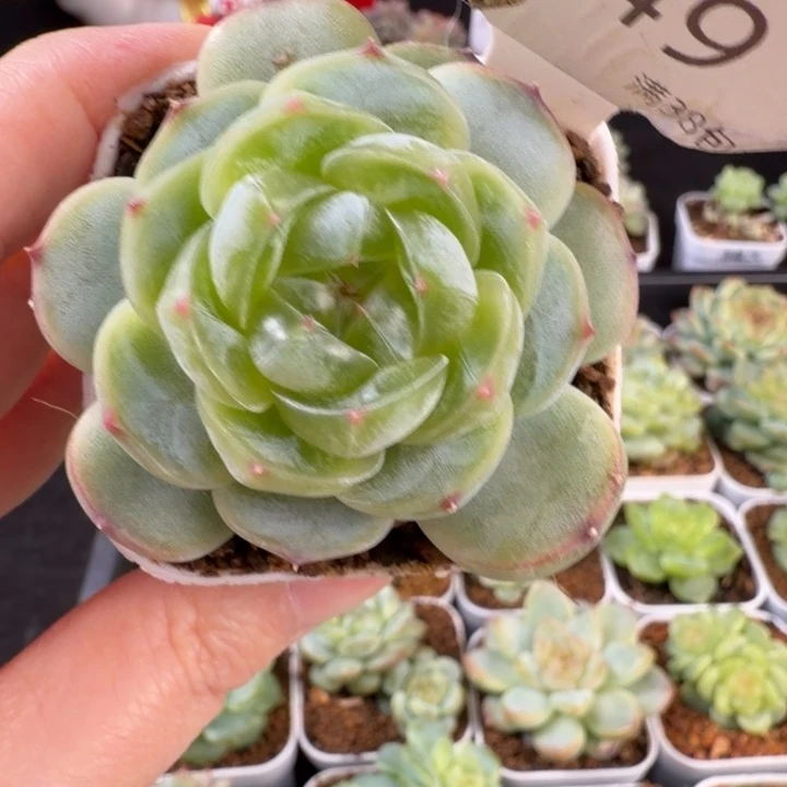 胖珍妮一颗单头49号