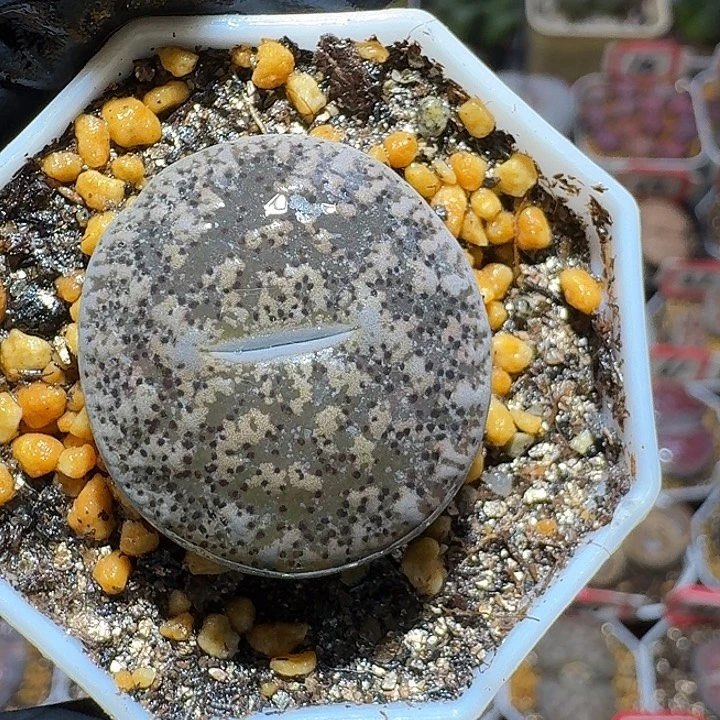 生石花3:：：。    31号