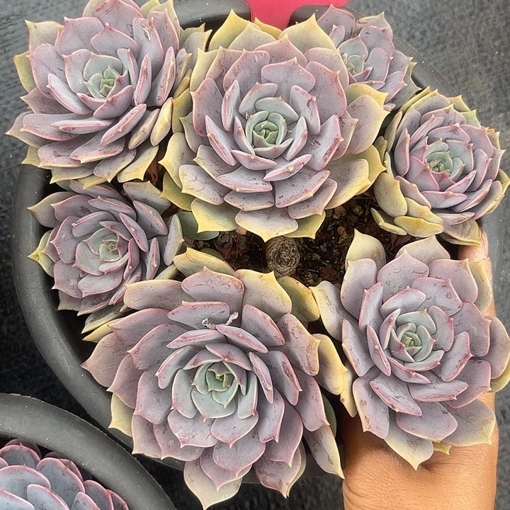 晨语多肉，一物一拍紫姬200