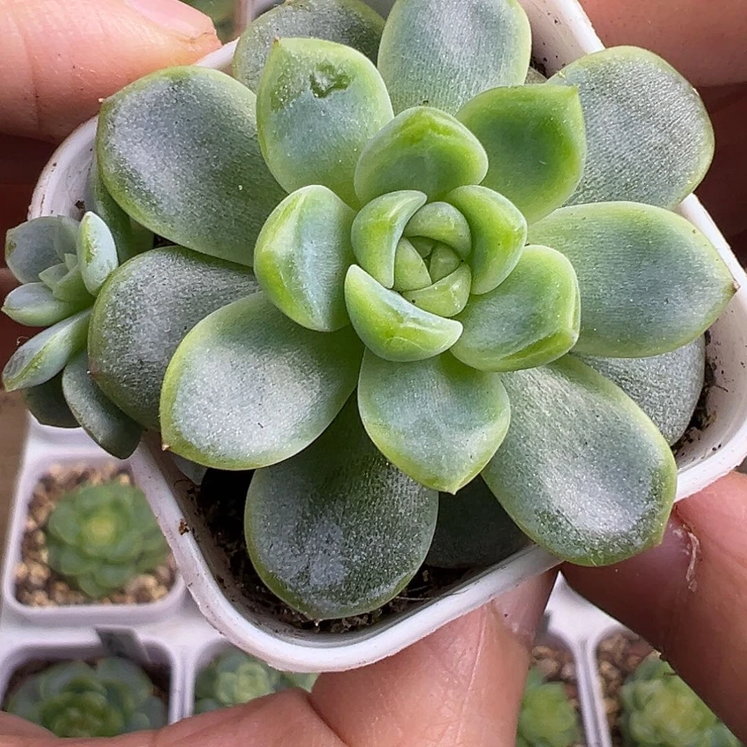 157甜心。