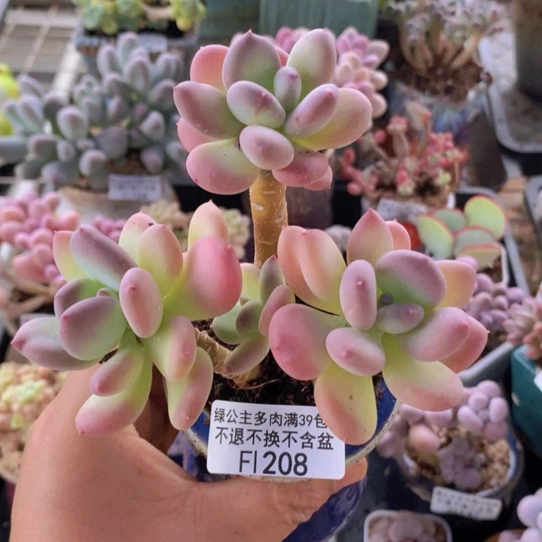 苹果奶7cm208多肉植物