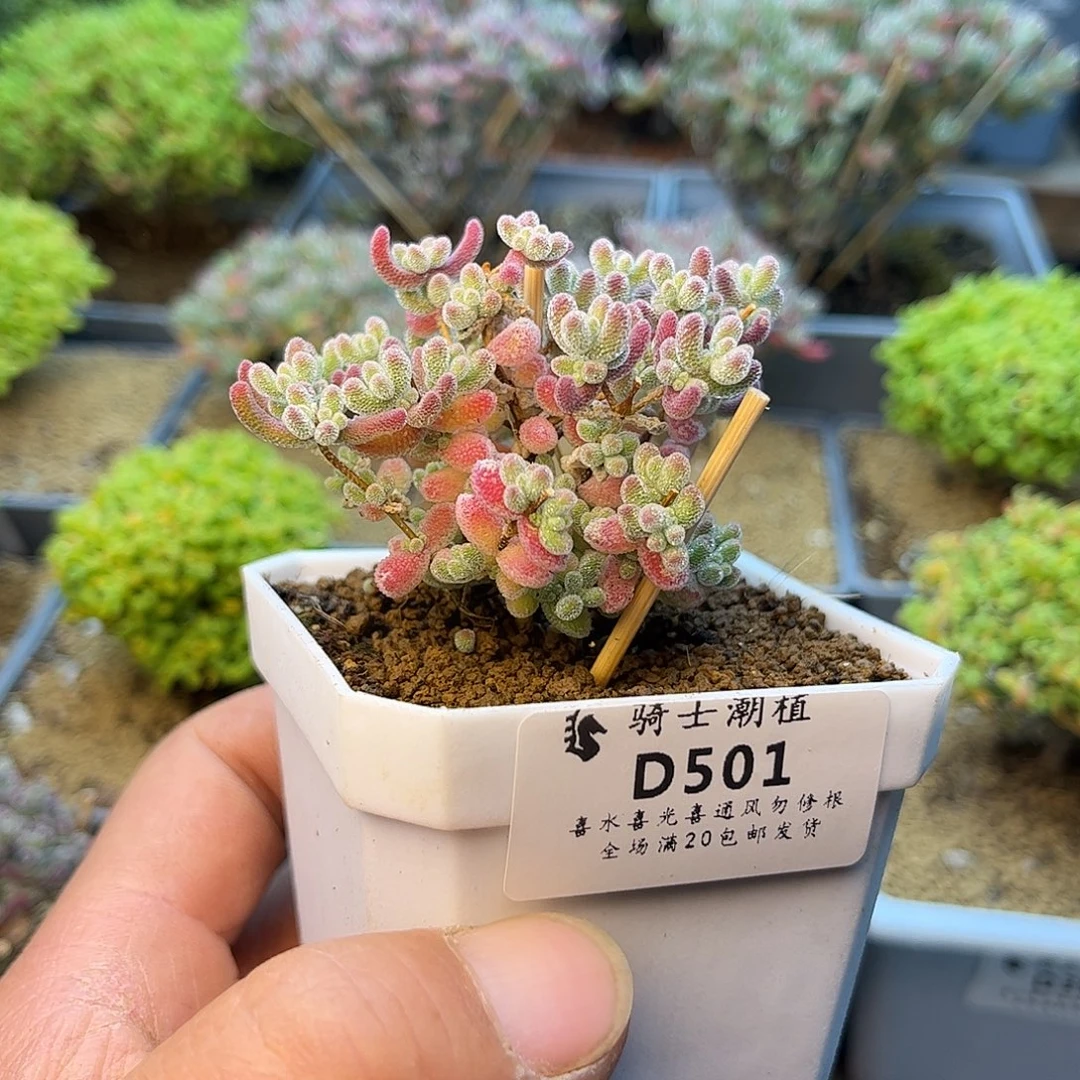 501实生精控优选冰晶