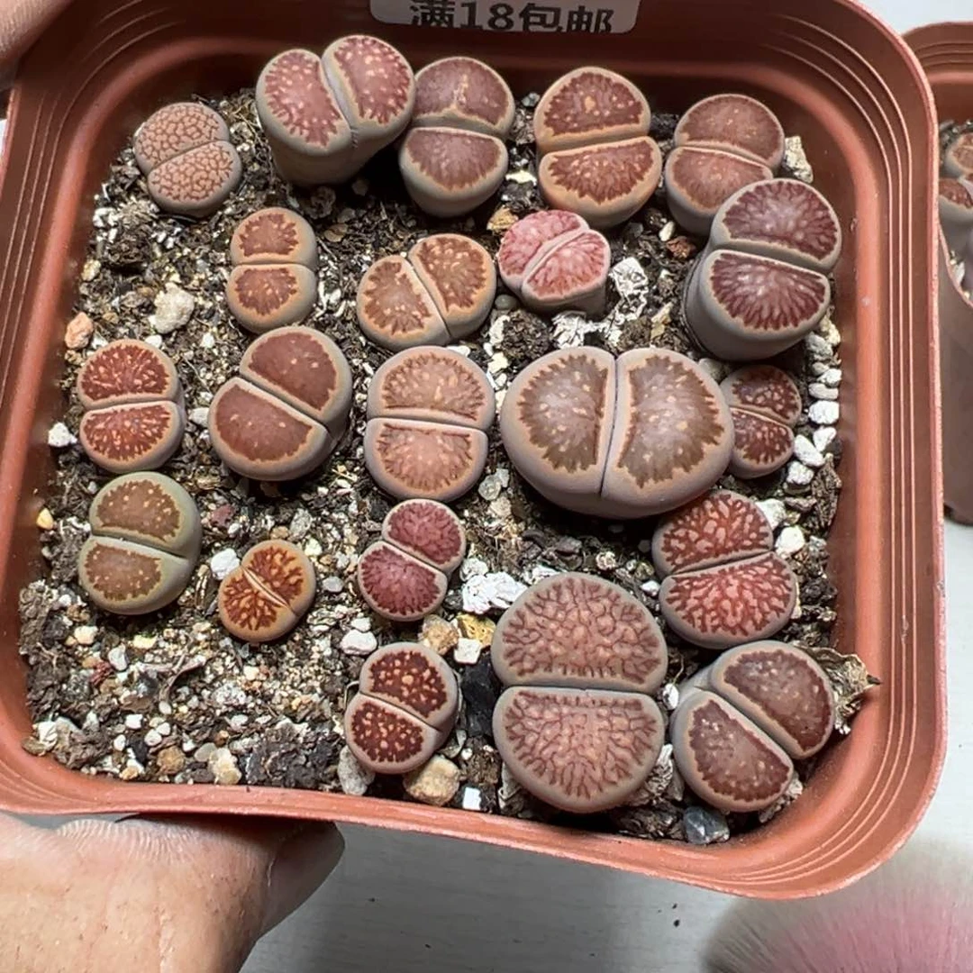 【闪购商品】 1149。