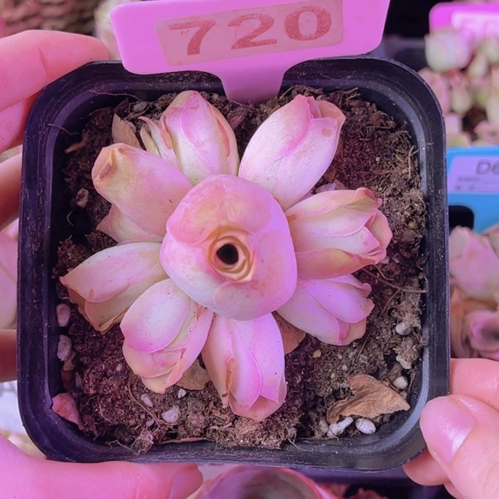 单品一物一拍720号