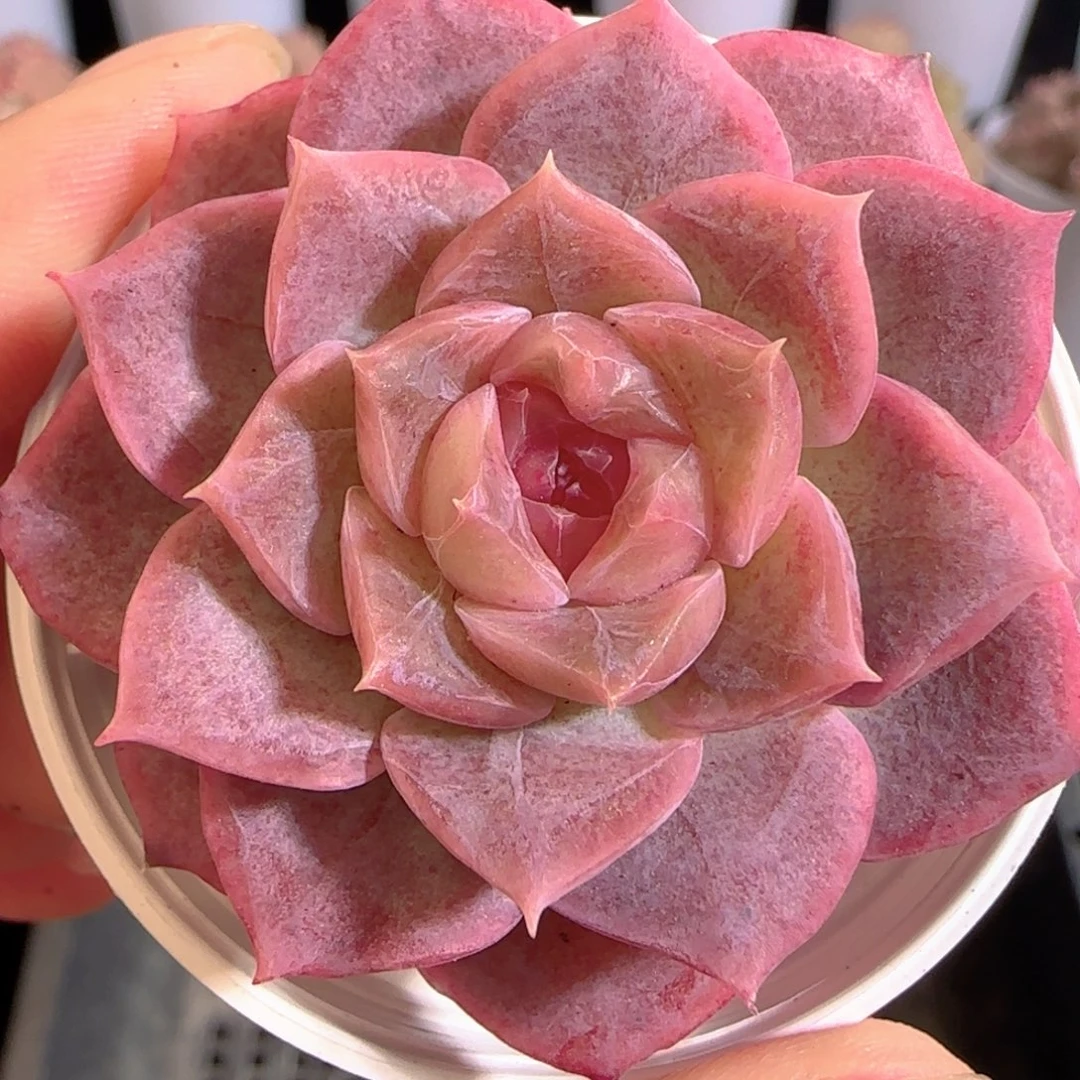 多肉0104-119糖心糖心