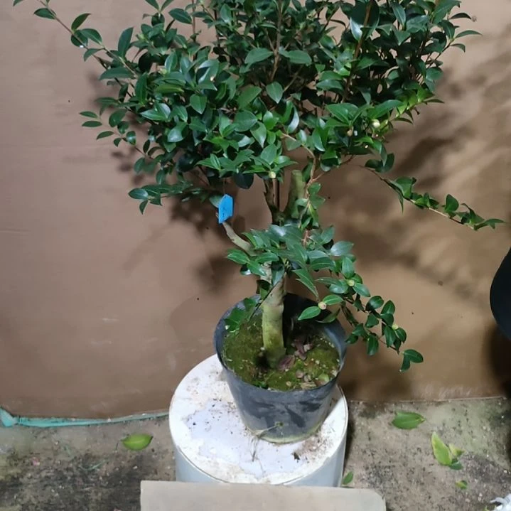 939英八，丁字车，原盆原土发货，不包邮。