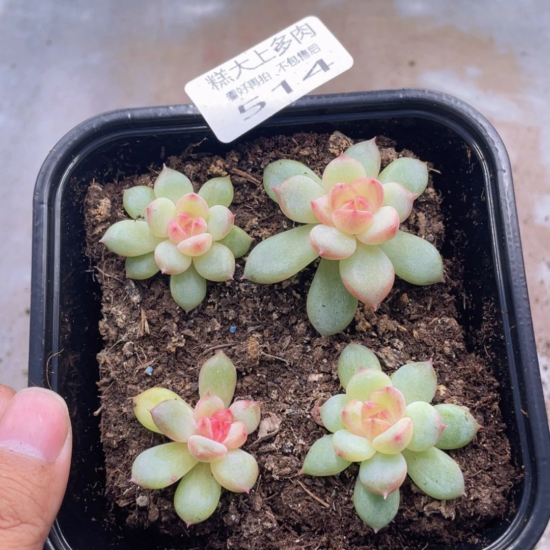 糕大上多肉植物514