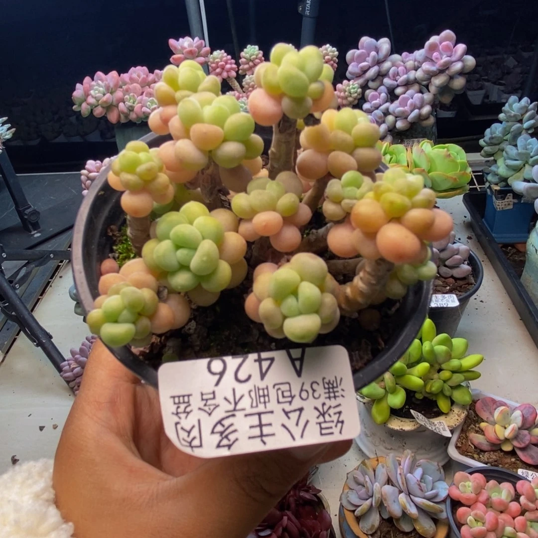 426花朵鱼子酱多肉7cm