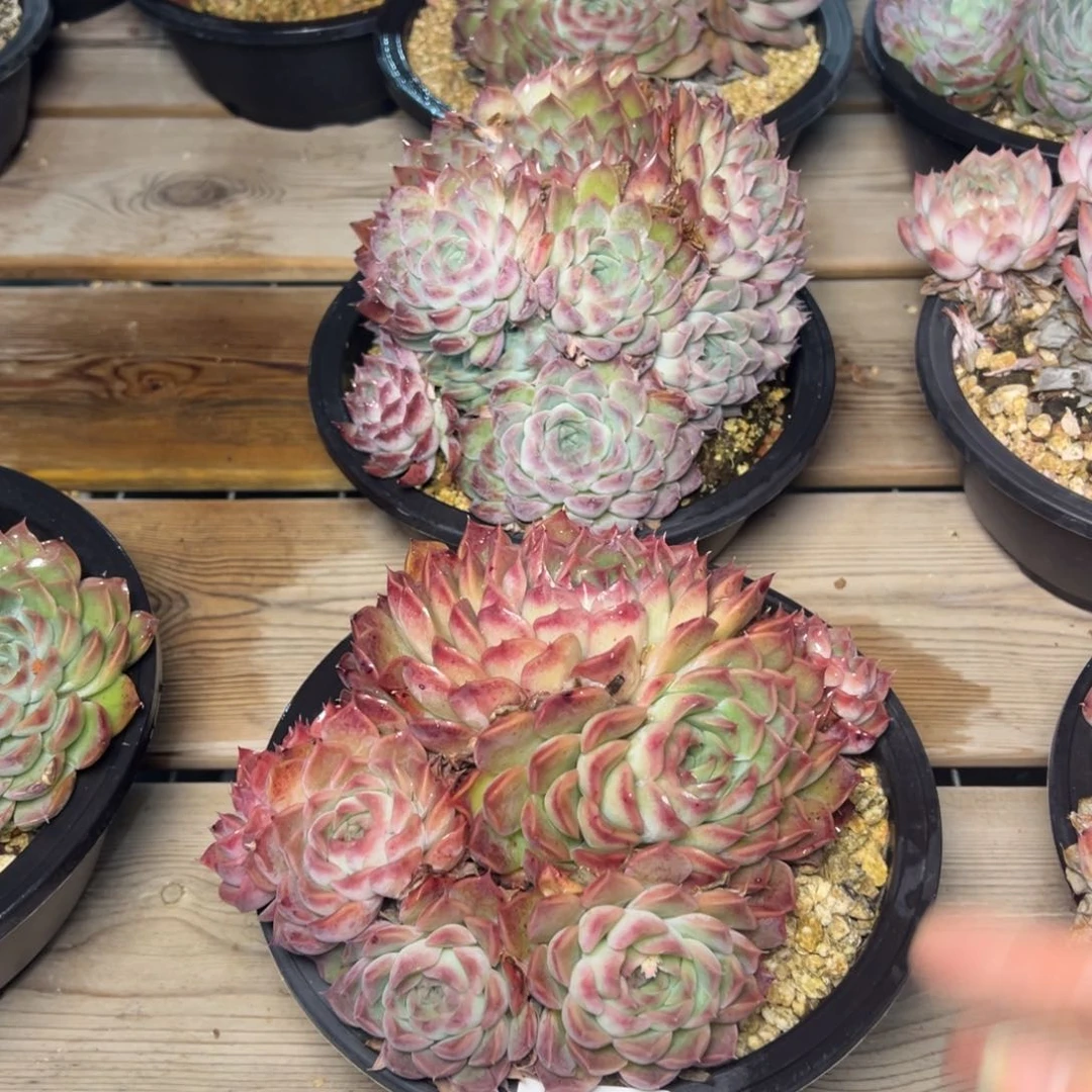 平**士8453肉多哦哦哦多哦肉多哟