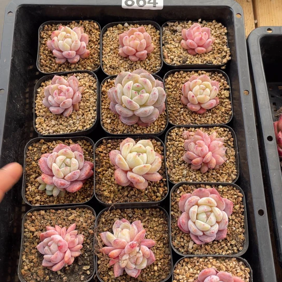 多肉植物十三个864