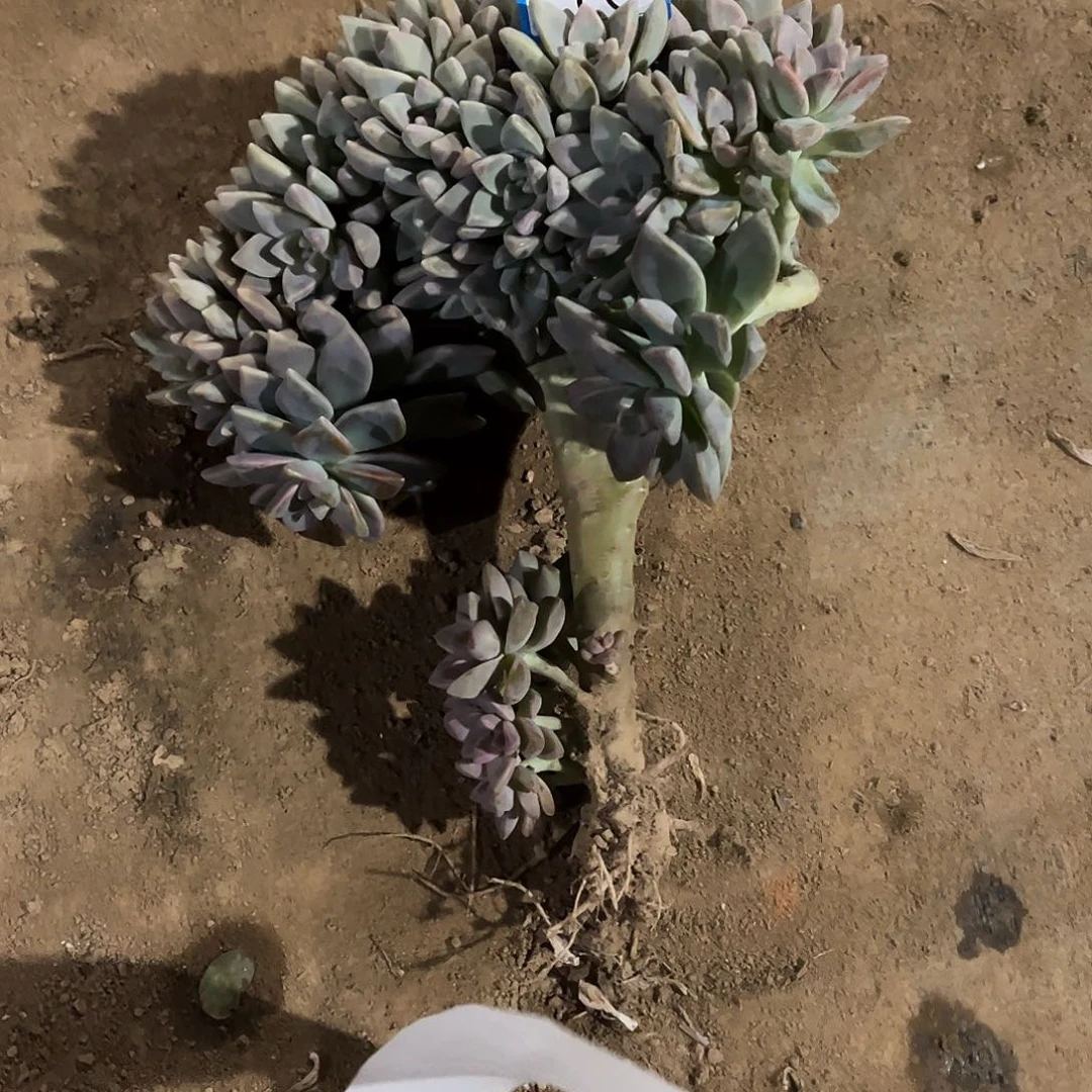 过***客55号淡雪缀化一物一拍