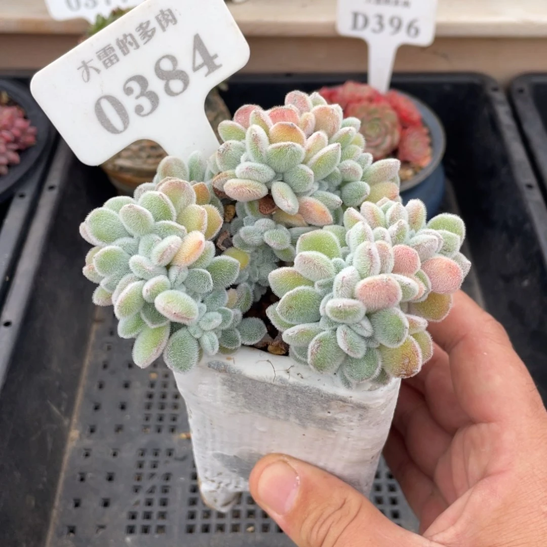 0384雪晃星不带盆10厘米