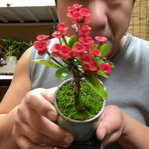 红陶一物一拍所见即所得100