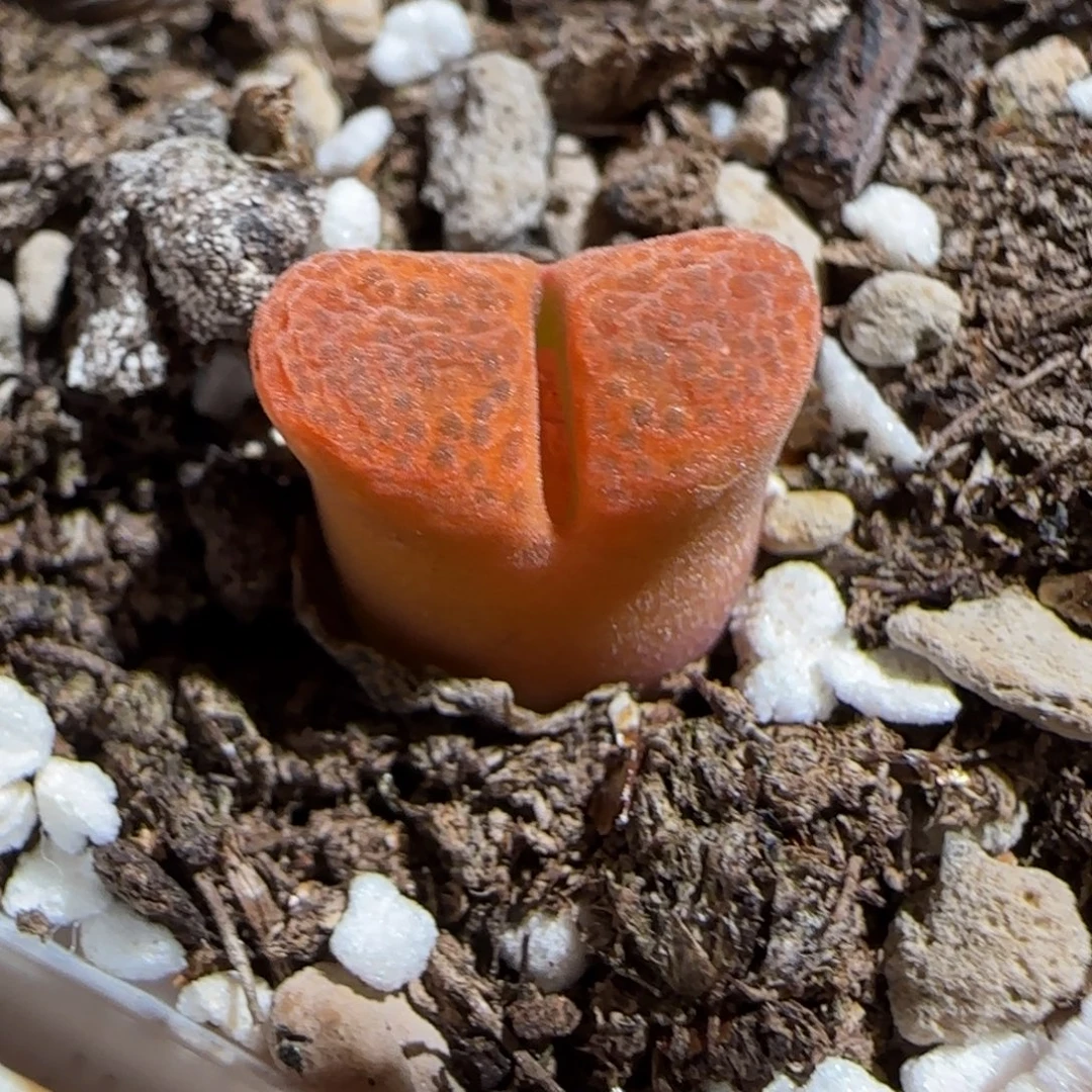 肉锥多肉植物组合-蛋糕1784