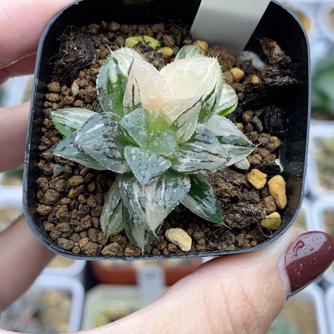 30实生寿锦福利专场