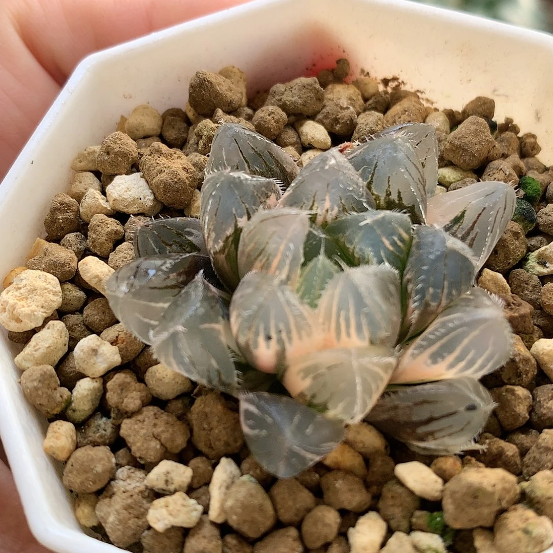 巨大赤线玉露锦带盆土发货