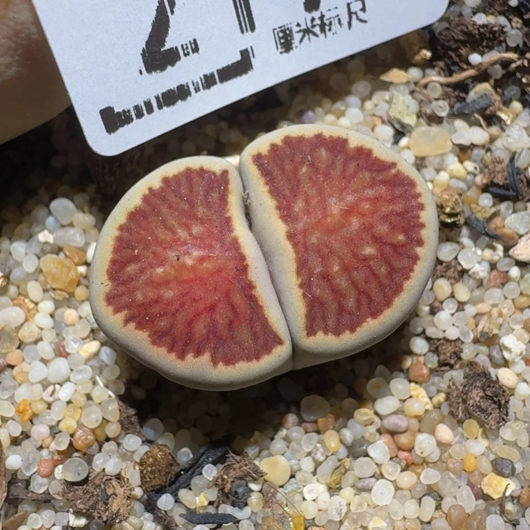 Zzzz精品生石花217