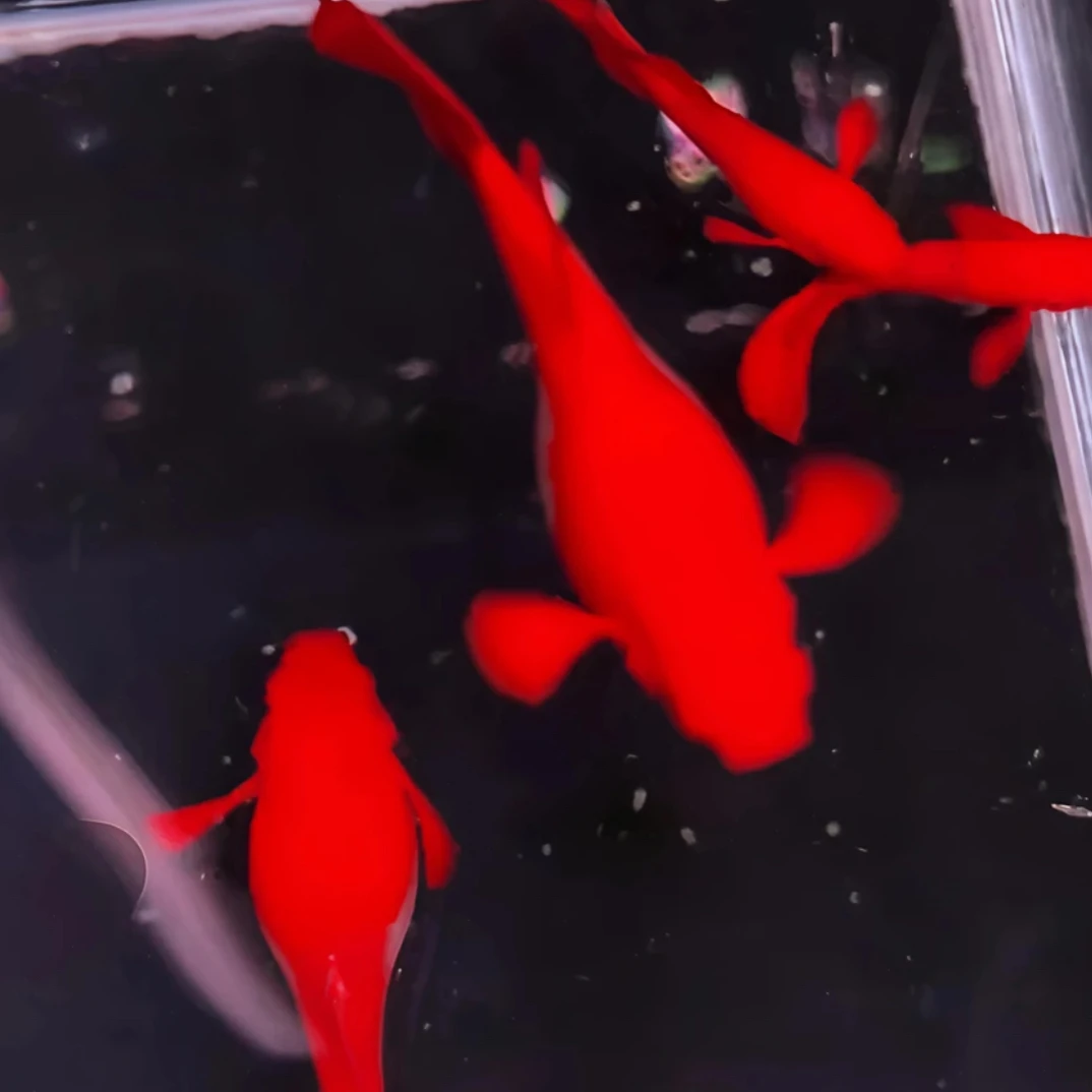 火麒麟战船种鱼1对