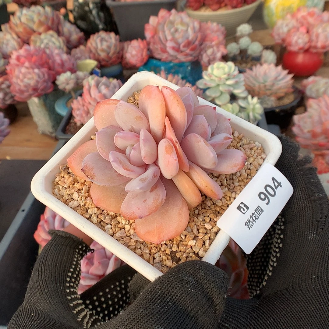 904奶茶多肉植物6666