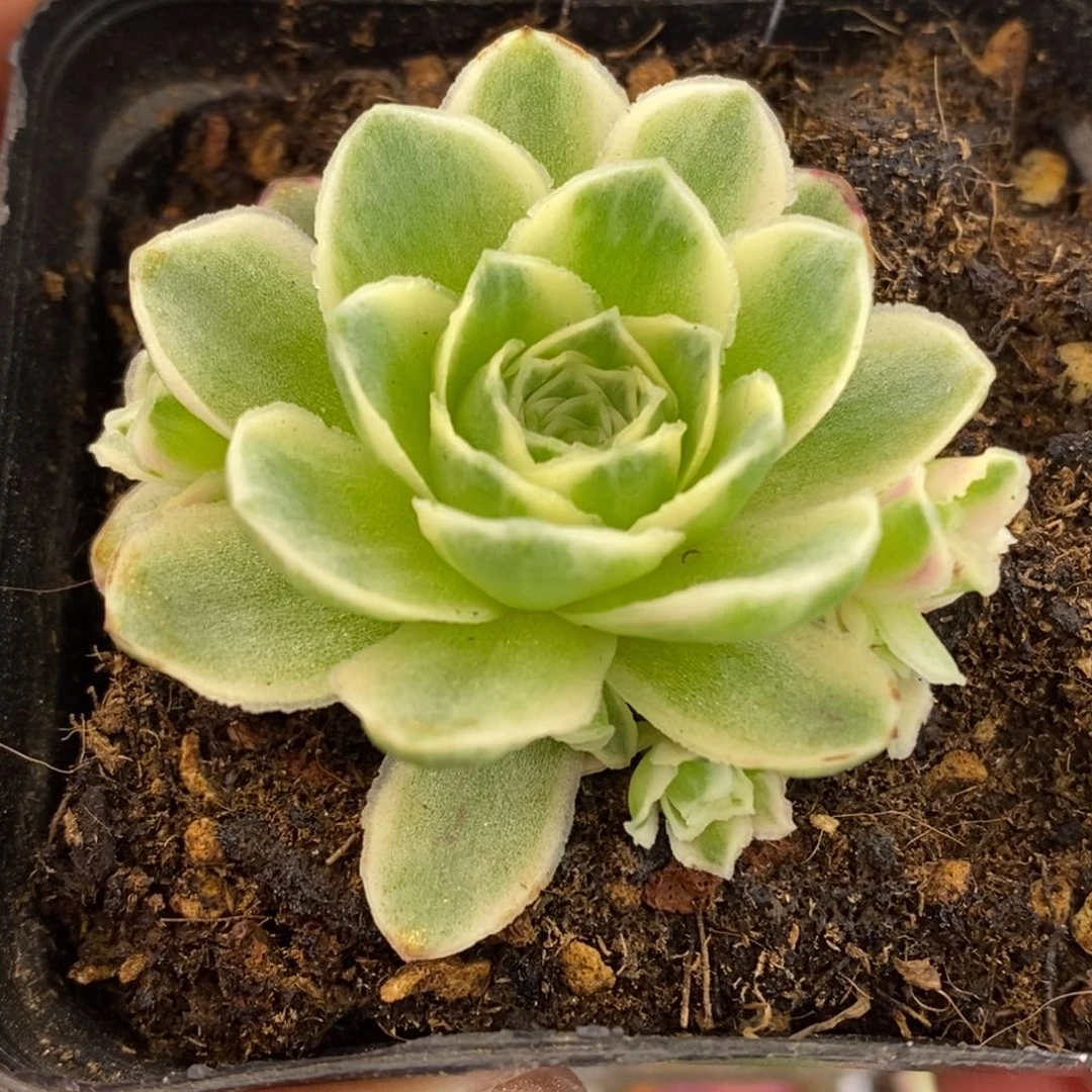 丽*行Y736半城玫瑰秋夕