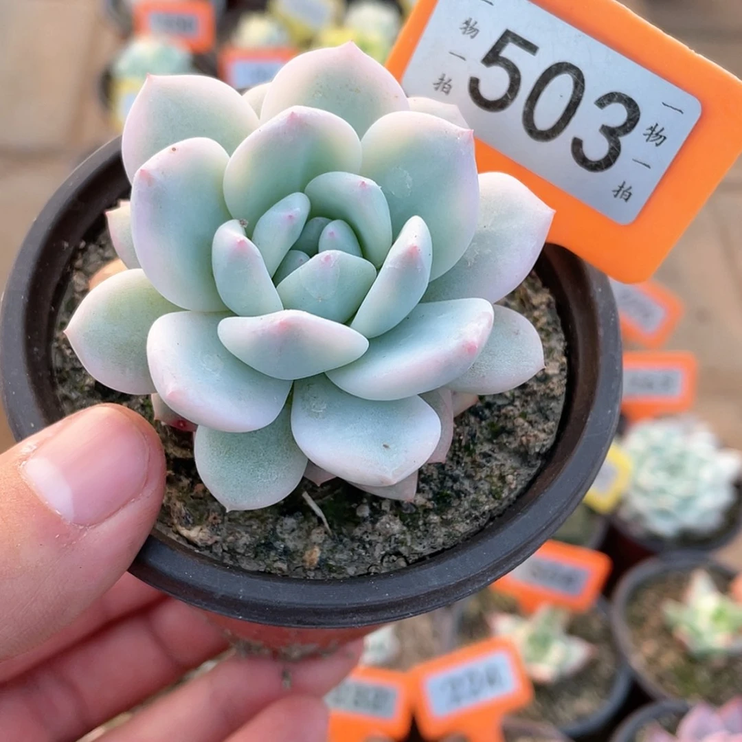 【闪购商品】503号