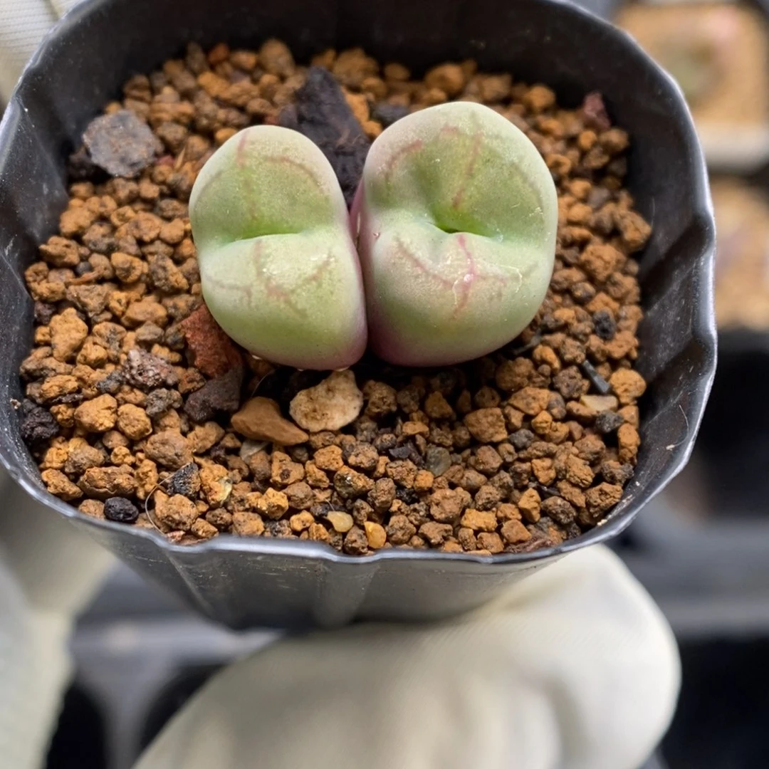 多肉植物肉锥杂交K-3718