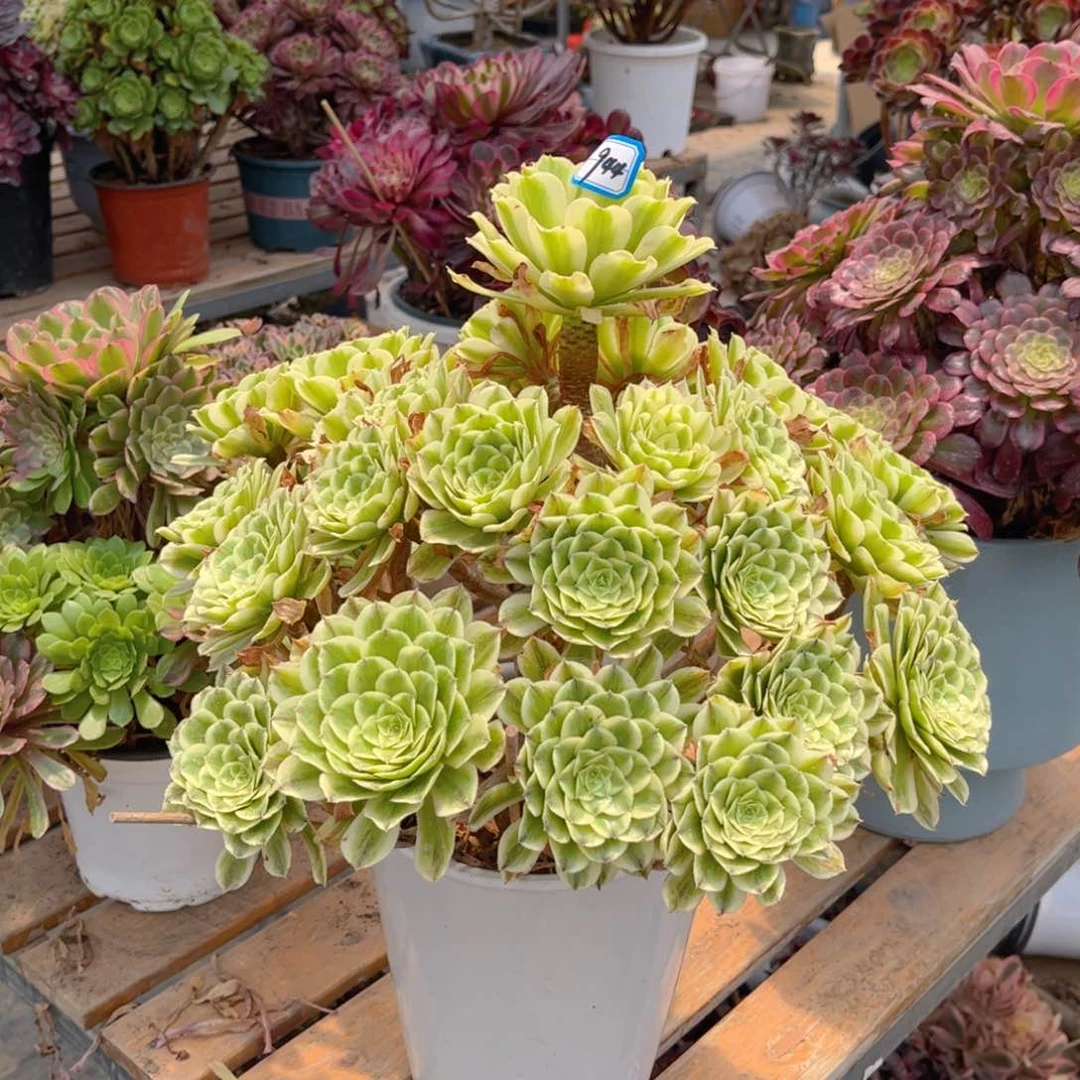 944碧浪多肉法师