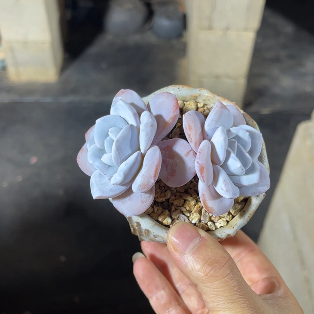 一物一拍不支持退换
