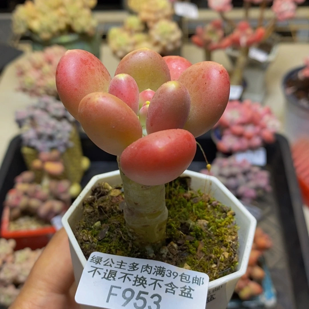 953金蟾多肉肉5c m