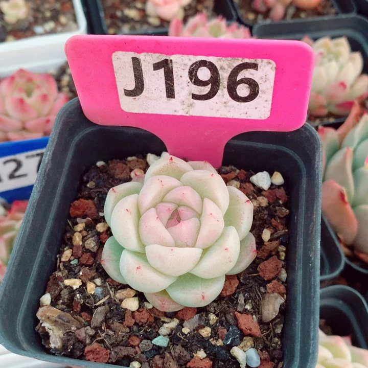 福利多肉植物4.5cm
