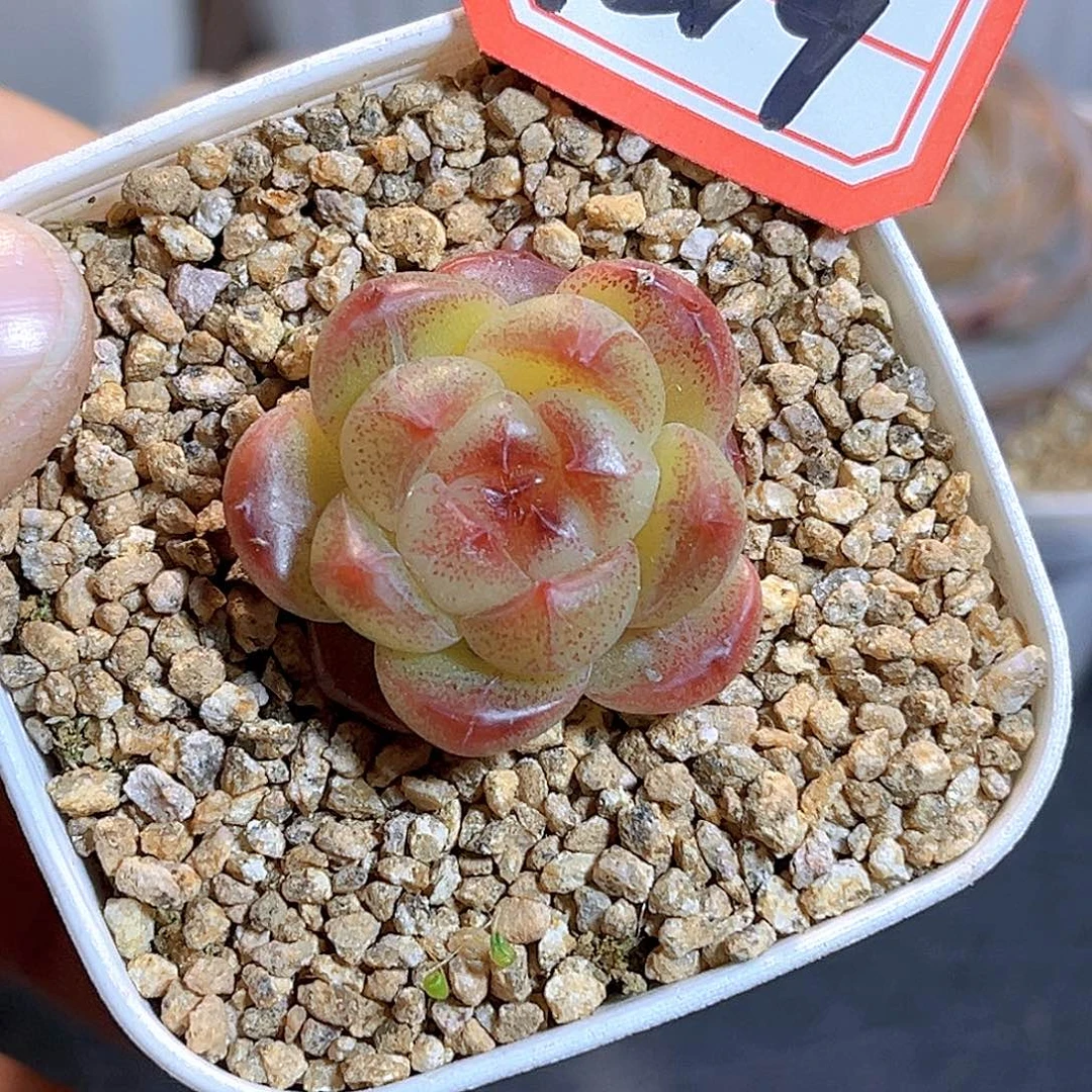 G319 一物一拍多肉 孤品