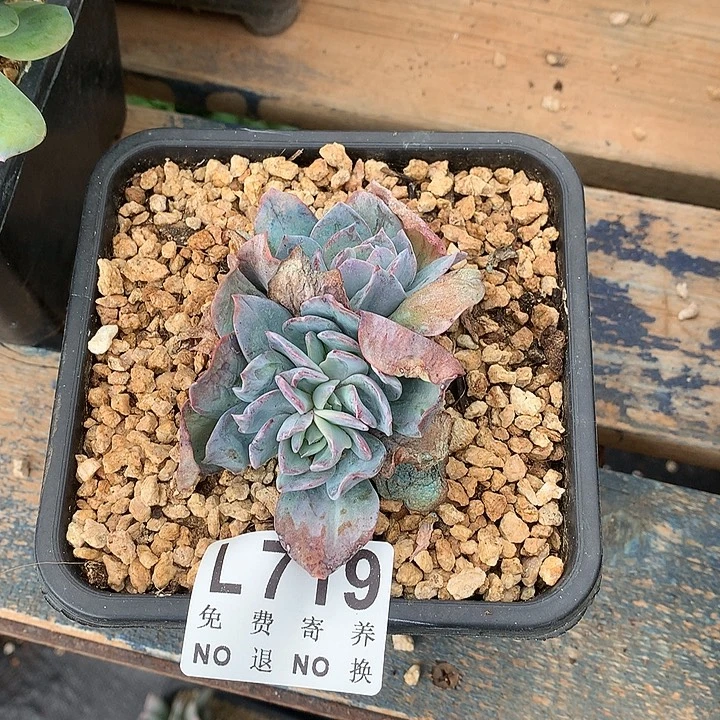 白凤朵朵 有板子 多肉植物9.27号左右发
