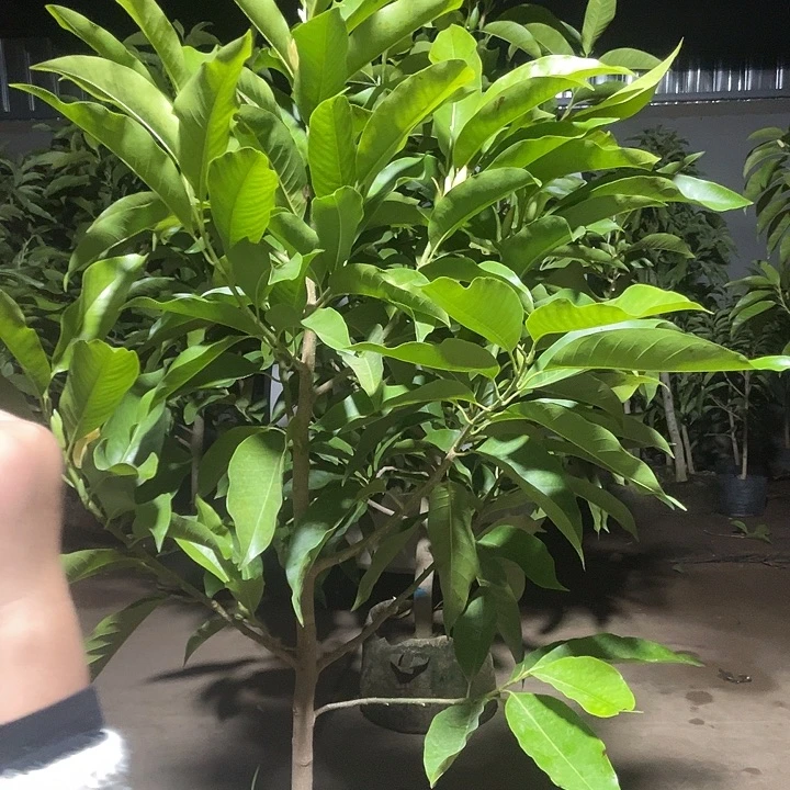 完全开放白兰花¥75