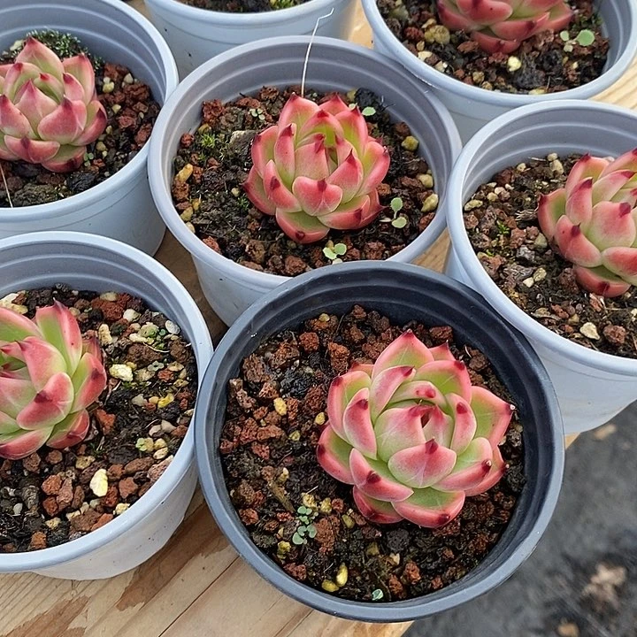 蓝龙福利多多去拍