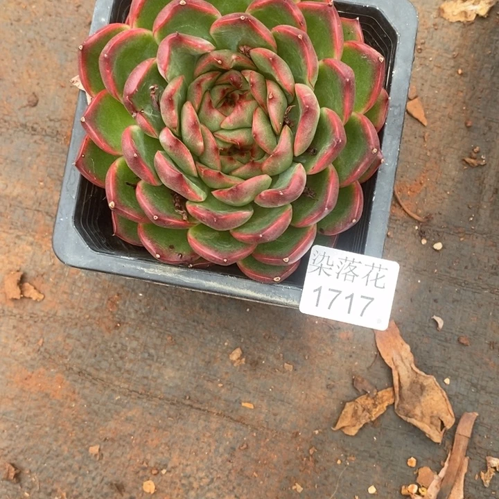 ***气精品多肉植物1717