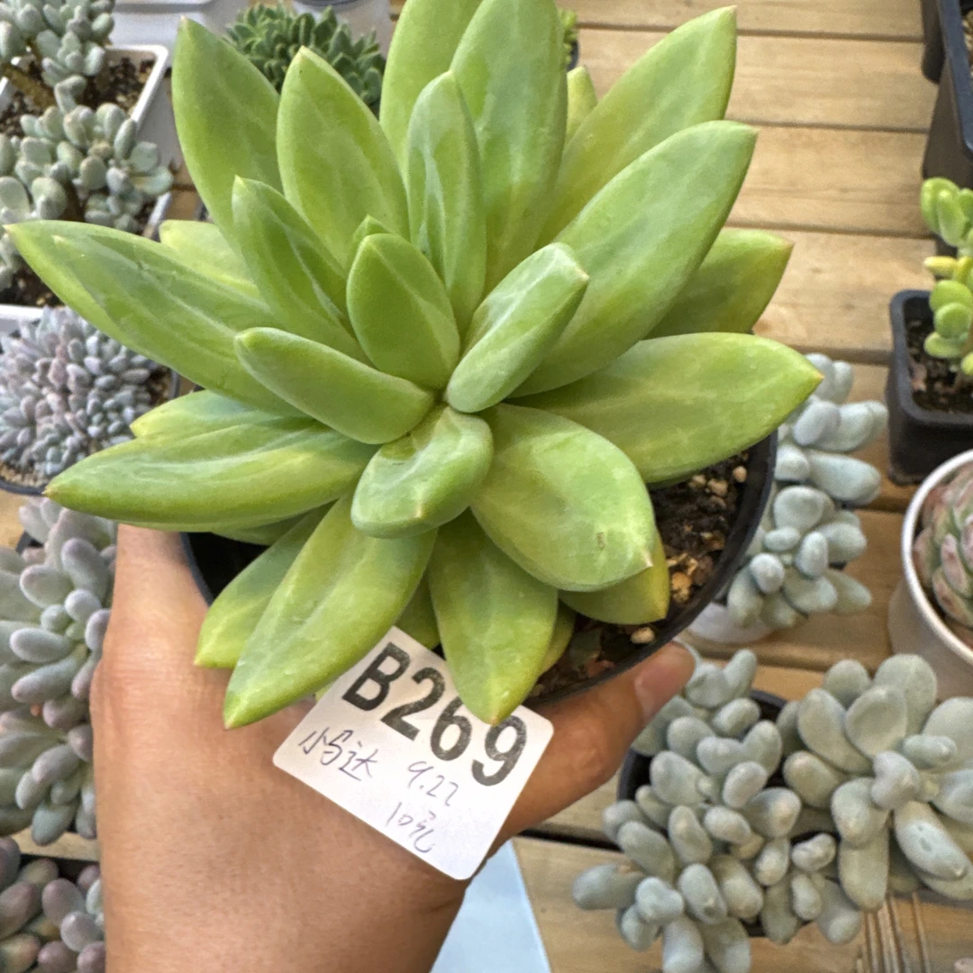 B269，小马达，多肉植物，海洋