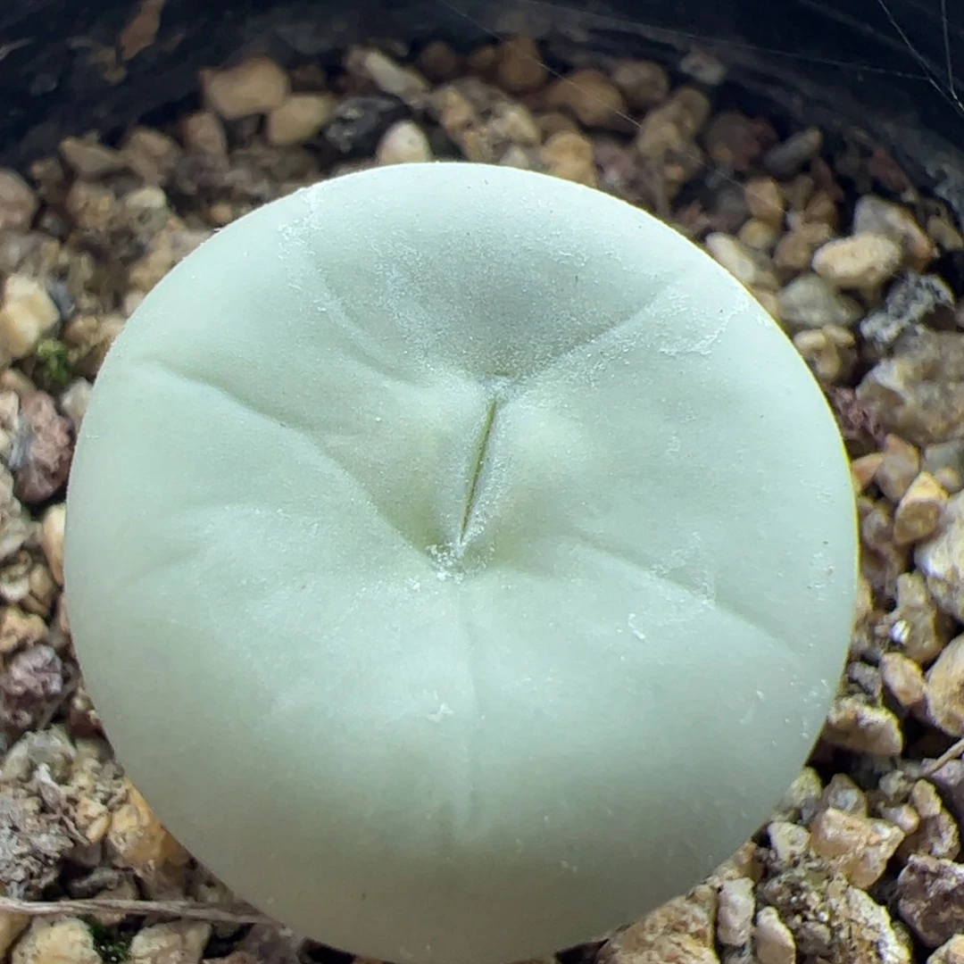 大家过年好22836