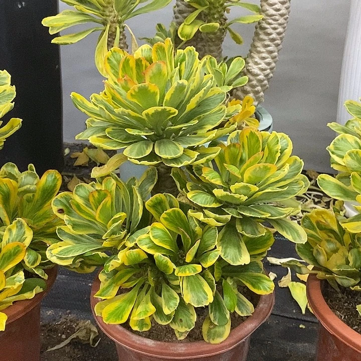 扇贝麒麟锦一物一拍