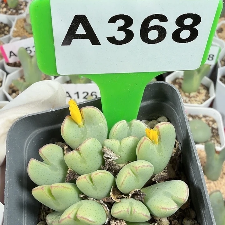 368mmmmnjjjjjnnnnnnn