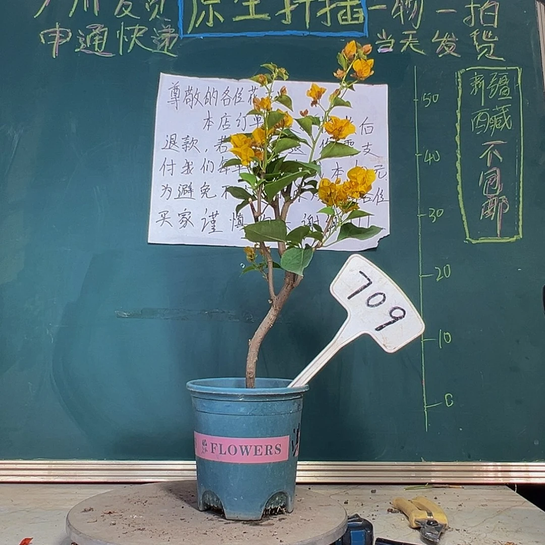 当前无花栽培后可以开花绿叶浅黄709