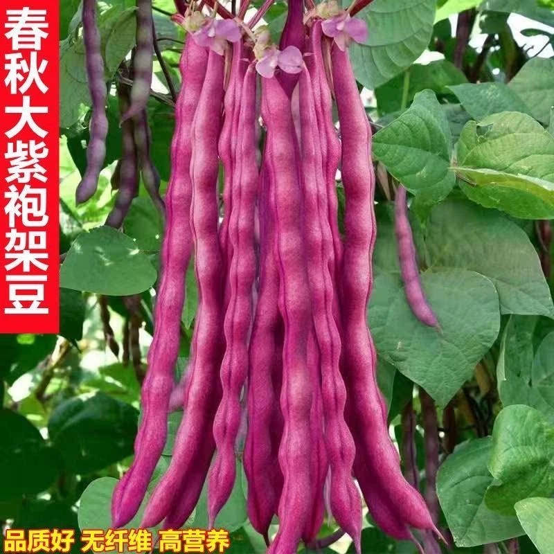 【全店满五包包邮】春秋紫红四季豆种子芸紫豆角架豆爬藤蔬菜种籽
