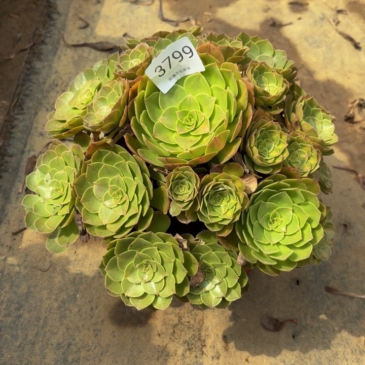 万圣节多肉处理不包断头3799