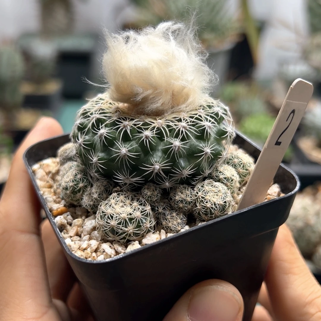 比氏圆盘玉 侧芽繁殖脱土发货