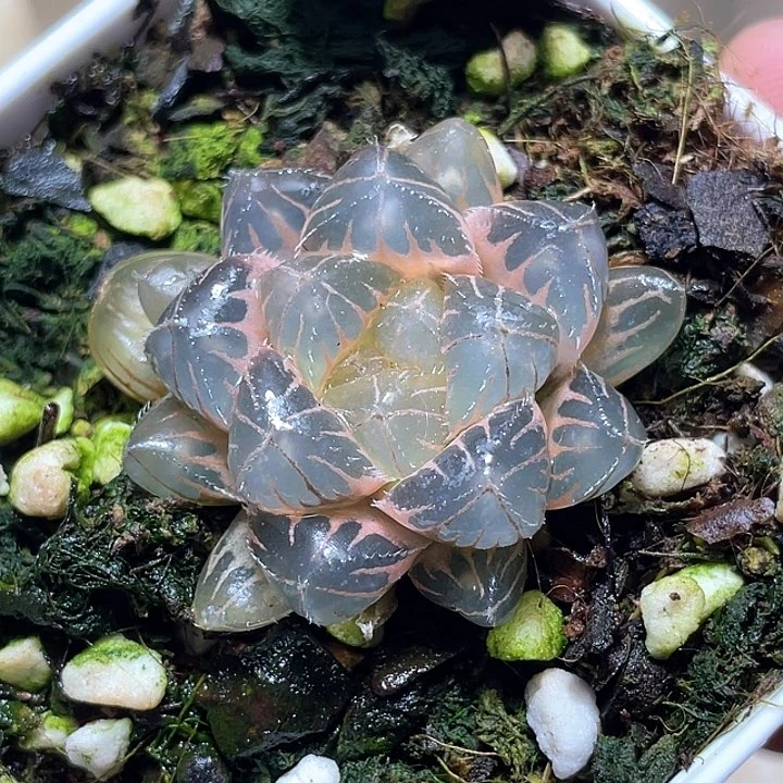 887糊斑蓝光玉露锦一物