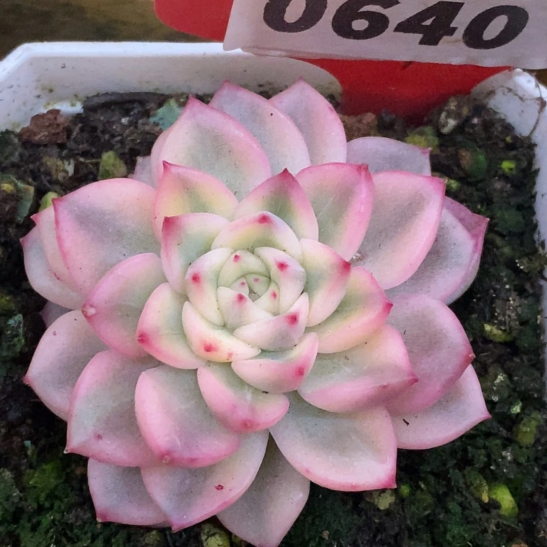 640麦秆杂哈哈哈哈哈哈