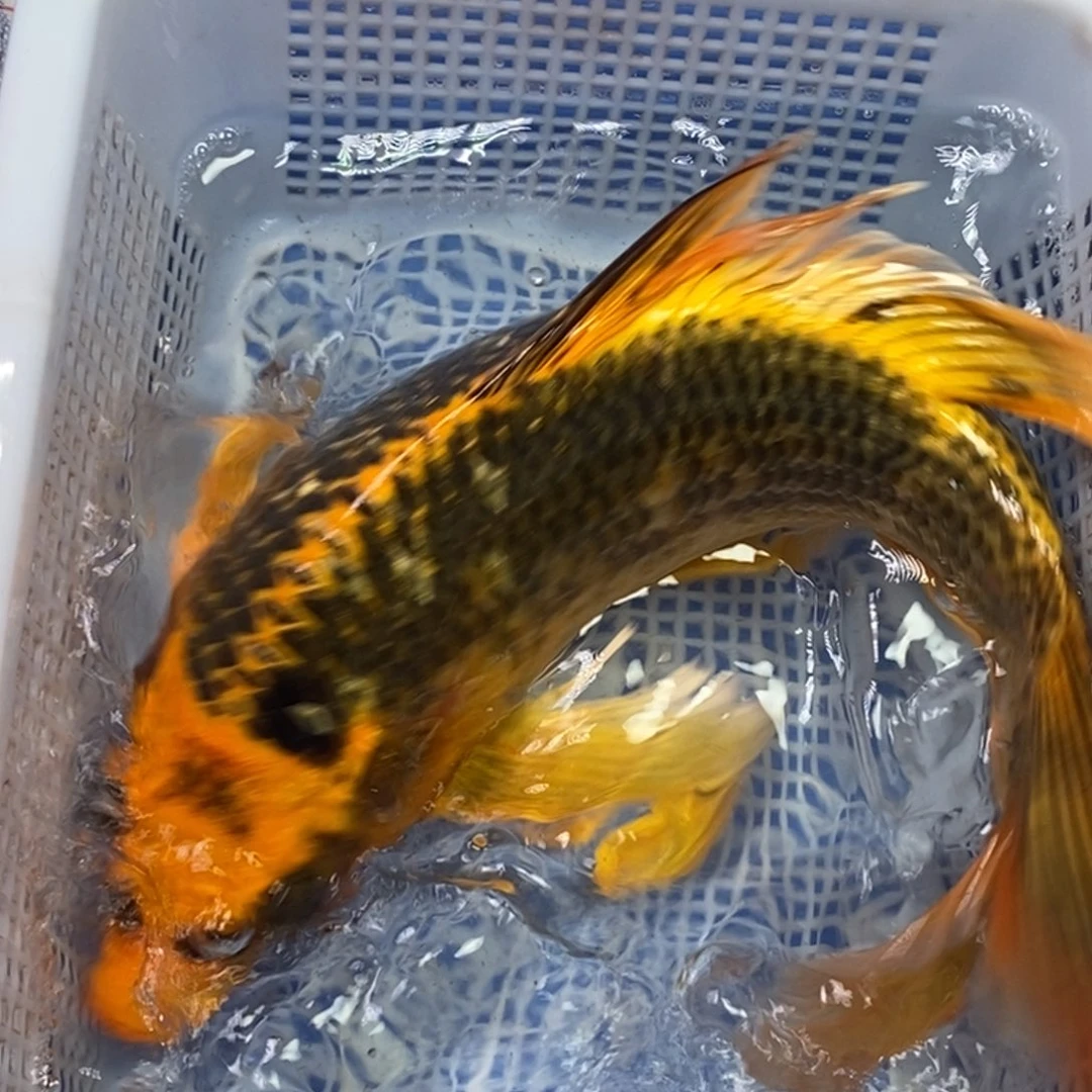 锦鲤冷水锦鲤包邮