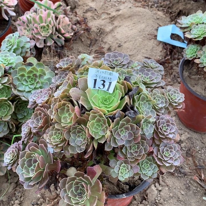 131荷兰玫瑰大手捧4高
