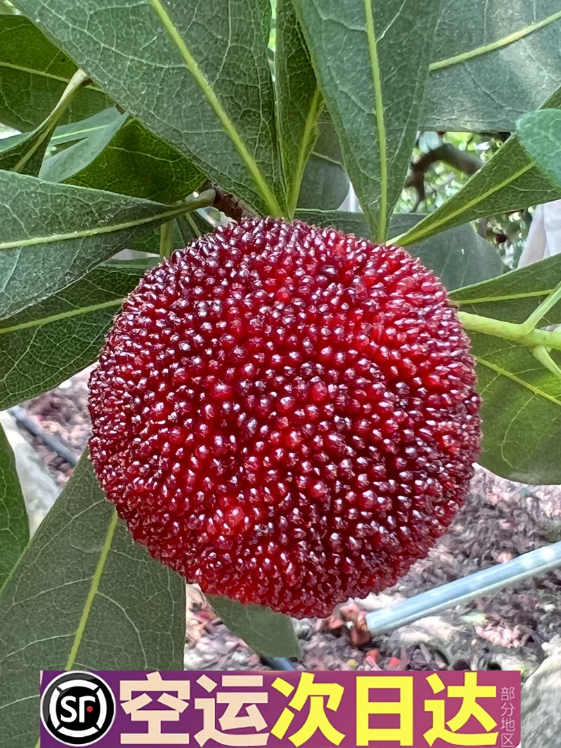 中果96颗20-25克东魁杨梅现摘现发当季水果顺丰冷链空运