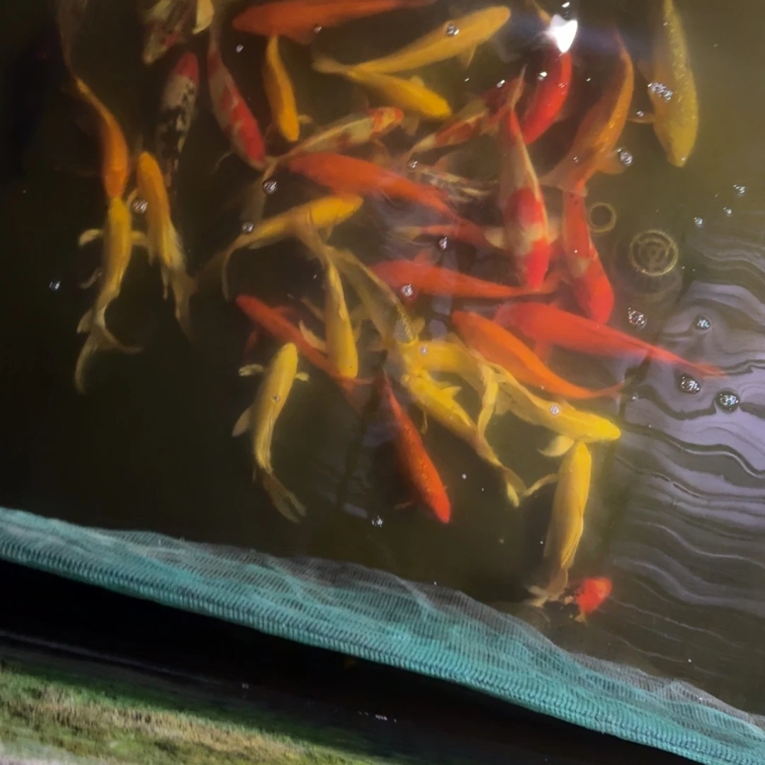 海水鱼淡水鱼鱼鱼鱼鱼鱼鱼