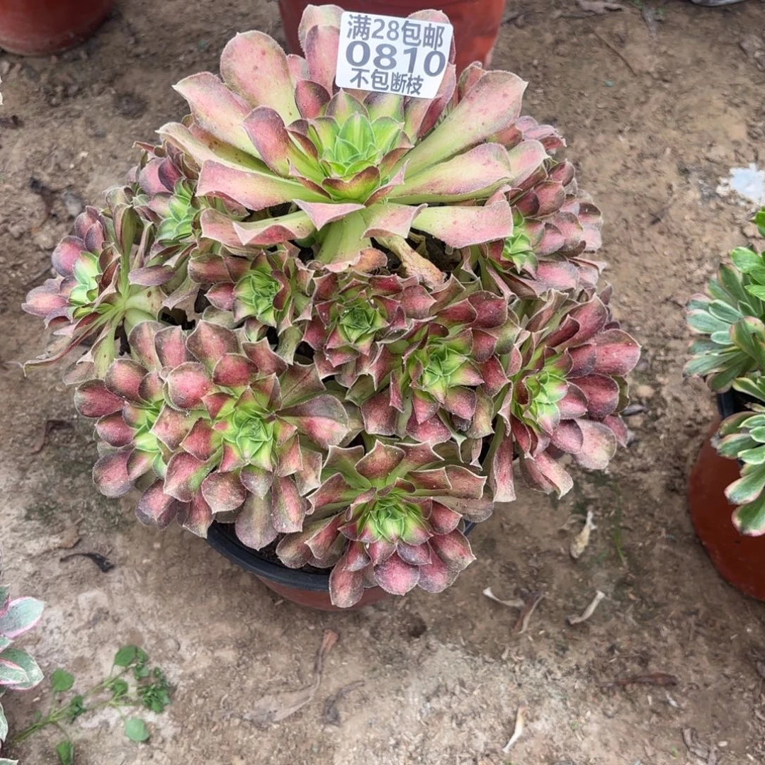 N. 810韶华多肉。baeee